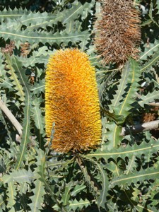  Flower of a Banksia shrub