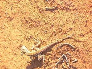 Small lizard at the side of the road