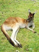Kangaroo at rest
