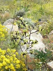  Some of the wild flowers in King's Park