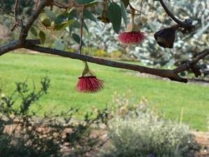 Flower of a eucalypt