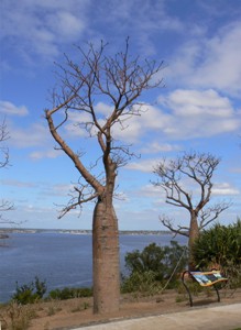 Close-up of boab tree